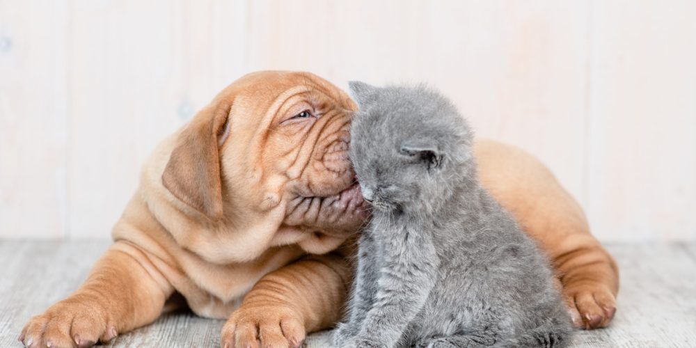 Mastiff puppy kissing kitten on the floor at home.